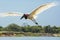 Backlit Jabiru Stork in Flight over Water