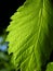 Backlit Leaf