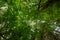 Backlit leaf canopy in Hall of Mosses Trail in Olympic National Park.