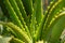 Backlit leaves with thorns of an aloe