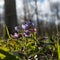 Backlit Lungwort flower closeup