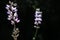 Backlit lupine flowers