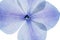 backlit macro photo of blue and purple hydrangea flower