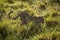Backlit male leopard walks through wet grass