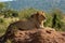 Backlit male lion lies on termite mound