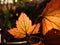 Backlit Maple Leaf on Bush in Autumn