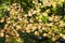 Backlit maple leaves in autumn