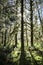 Backlit Mossy Douglas Fir Trees