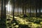 Backlit mossy forest