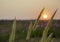 Backlit native grass with sunset background in dawn and lens flare