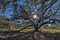 A Backlit Oak At Beautiful Hampton Plantation