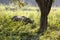 Backlit one-horned rhinoceros standing in profile, Nepal