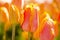 Backlit Orange Pink Tulips Flowers with blurred background