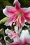 Backlit Oriental lilies stand tall over the midsummer garden