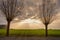 A backlit photo of green fields and traditionally pruned willow trees. Picture from Scania county, Sweden