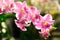 A Backlit Photo of a Pink Orchid