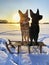 Backlit photo of a sledge standing on a snowy plain in the light of the setting sun with two German shepherds standing on it