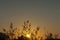 Backlit phragmites glowing against morning sun