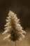 Backlit phragmites plume