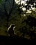 Backlit picture of  a  monkey in woods