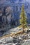 Backlit pine tree, Opabin Plateau, Yoho National Park, Canada