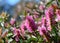 Backlit pink Australian native Bottlebrush flowers of a Callistemon and Melaleuca hybrid, family Myrtaceae