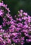 Backlit pink flowers of Australian native Boronia ledifolia, family Rutaceae, growing in Sydney woodland