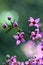 Backlit pink flowers of Australian native Boronia ledifolia, family Rutaceae, growing in Sydney woodland