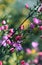 Backlit pink flowers and buds of Australian native Boronia ledifolia