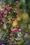 Backlit pink flowers and buds of Australian native Boronia ledifolia