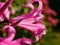 Backlit Pink Nerine Flower Closeup