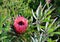 Backlit pink and red protea flower