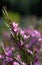 Backlit pink star shaped flowers and buds of the Australian native waxflower Crowea exalata, family Rutaceae