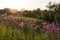 Backlit pink summer flowers