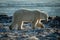 Backlit polar bear crosses rocks lifting paw