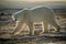 Backlit polar bear walks across rocky tundra