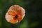 Backlit Poppy