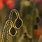 Backlit poppy buds