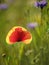 Backlit poppy in field of wild flowers