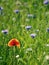 Backlit poppy in field of wild flowers