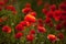 Backlit poppy flower