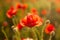 Backlit poppy flower