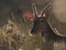 Backlit profile of a red deer Cervus elaphus (artistic picture)