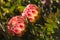 Backlit protea flowers