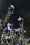 Backlit Purple flowers and leaves, Kolkata, India