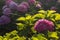 Backlit purple hortensia flowers