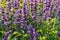 Backlit purple lavender sage flowers in bloom with raindrops