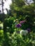 Backlit Purple and White Alliums Flowers in a Garden with a Center Focus and Blurred Edges.