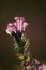 Backlit purple wild flower