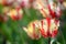 Backlit red and yellow tulip closeup on a blurred background